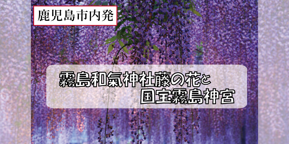 霧島和氣神社藤の花と国宝霧島神宮【鹿児島市内発】