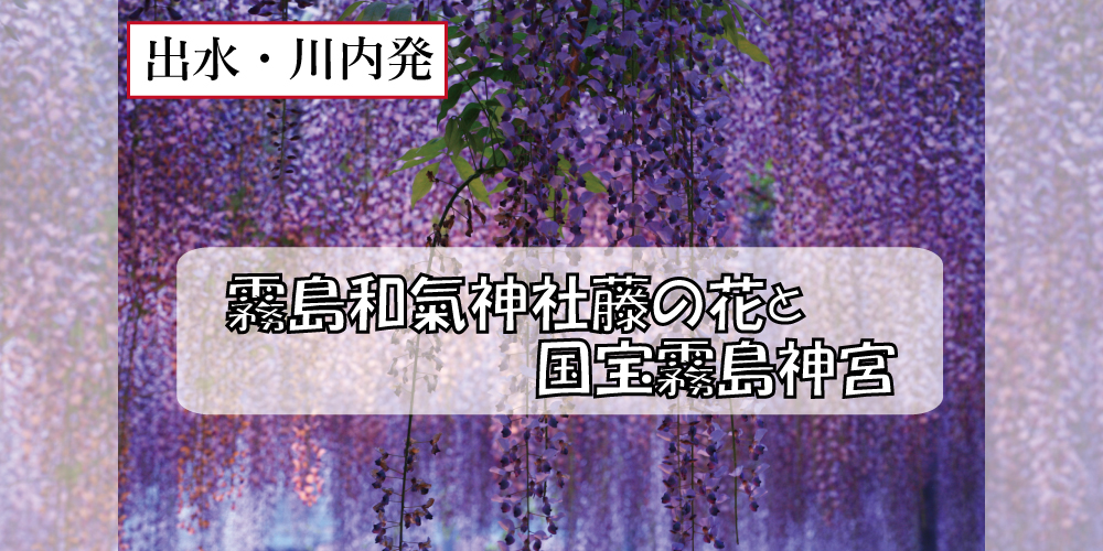 霧島和氣神社藤の花と国宝霧島神宮【出水・川内発】