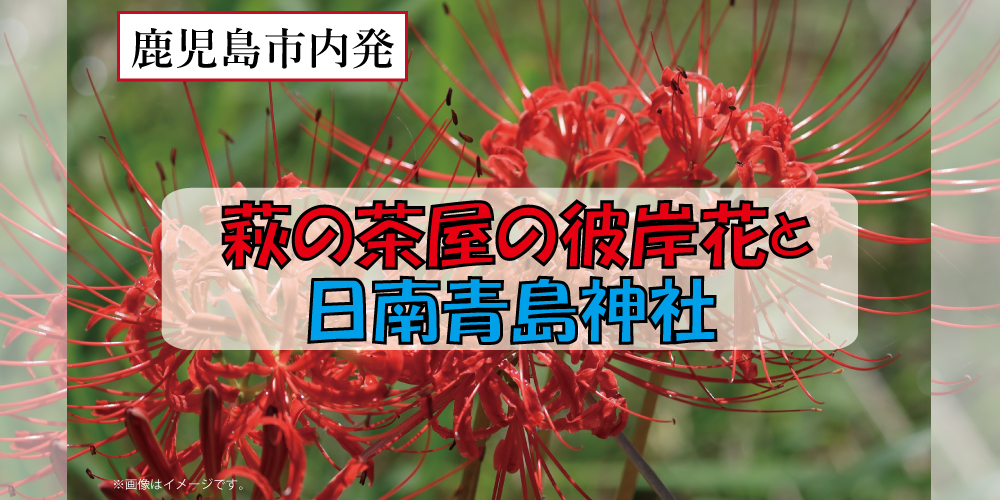 萩の茶屋の彼岸花と日南青島神社【鹿児島市内発】