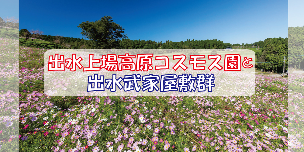 出水上場高原コスモス園と出水武家屋敷群