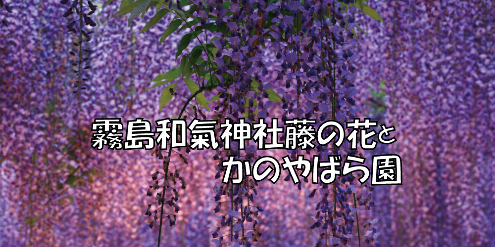 霧島和氣神社藤の花とかのやばら園